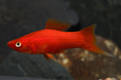 picture of Tangerine Swordtail Reg                                                                              Xiphophorus helleri