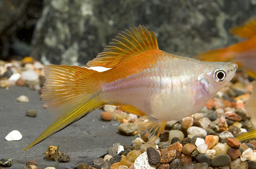 picture of Balloon Neon Swordtail Reg                                                                           Xiphophorus helleri