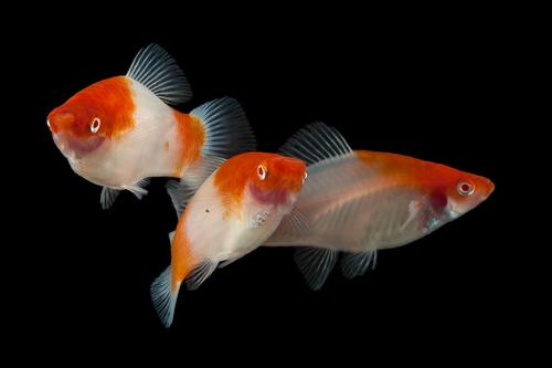 picture of Kohaku Koi Swordtail Reg                                                                             Xiphophorus helleri