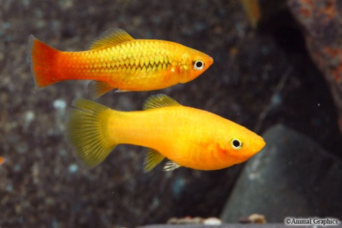 picture of Assorted Variatus Reg                                                                                Xiphophorus variatus