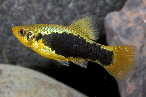 picture of Redtail Black Highfin Variatus Reg                                                                   Xiphophorus variatus