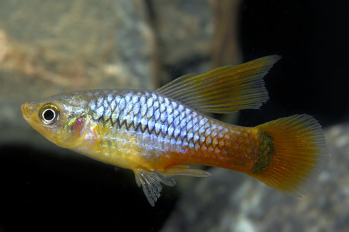 picture of Redtail Blue Highfin Variatus Lrg                                                                    Xiphophorus variatus