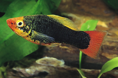 picture of Redtail Black Variatus Reg                                                                           Xiphophorus variatus