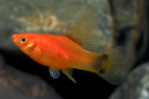 picture of Crescent Highfin Variatus Reg                                                                        Xiphophorus variatus