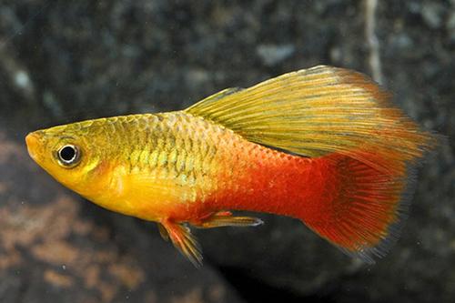 picture of Sunset Highfin Variatus Reg                                                                          Xiphophorus variatus