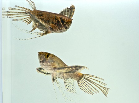 picture of African Butterfly Reg                                                                                Pantodon buchholzi