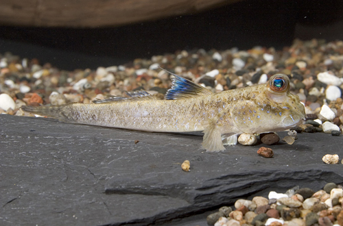 picture of African Mudskipper Med                                                                               Periophthalmus barbarus