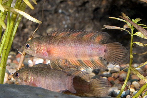 picture of Ornate Ctenopoma Sml                                                                                 Microctenopoma ansorgii