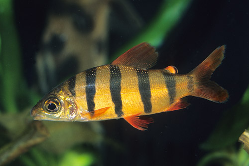 picture of Distichodus Sexfasciatus Sml                                                                         Distichodus sexfasciatus