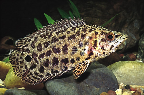 picture of Leopard Ctenopoma Reg                                                                                Ctenopoma acutirostre