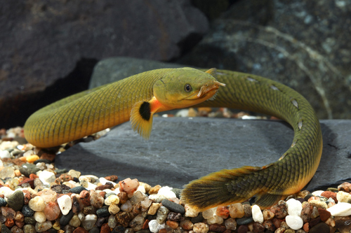 picture of Ropefish Med                                                                                         Erpetoichthys calabaricus