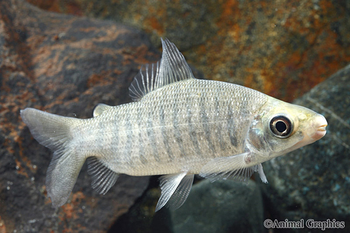 picture of Distichodus Fasciolatus Med                                                                          Distichodus fasciolatus