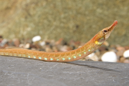 picture of African Freshwater Pipefish Reg                                                                      Enneacampus ansorgii