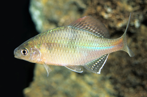 picture of Blue Bitterling Med                                                                                  Rhodeus sericeus