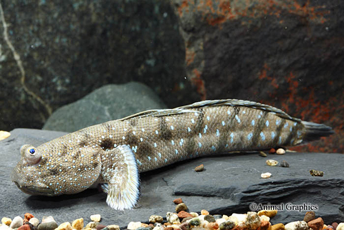 picture of Blue Dot Mudskipper India Lrg                                                                        Boleophthalmus boddarti