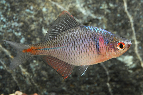 picture of Red Bitterling China Reg                                                                             Rhodeus ocellatus smithi