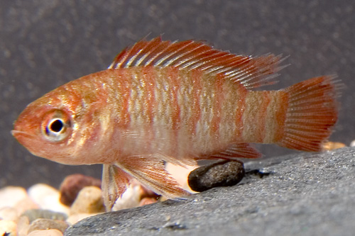 picture of Scarlet Badis Reg                                                                                    Dario dario