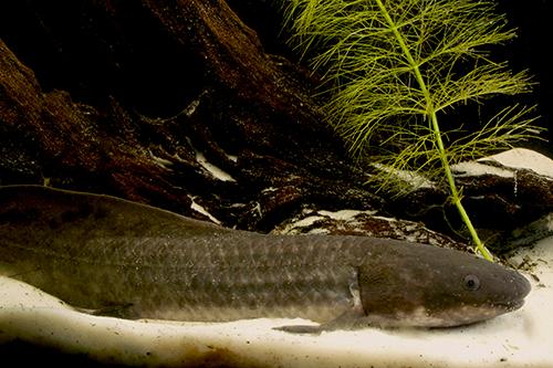 picture of Australian Lungfish Lrg                                                                              Neoceratodus forsteri