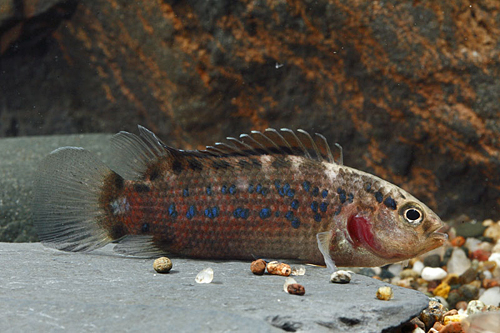 picture of Badis Assamensis Lrg                                                                                 Badis assamensis