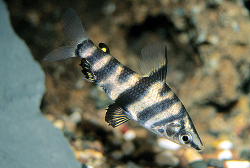 picture of Abramite Headstander Sml                                                                             Abramites hypselonotus