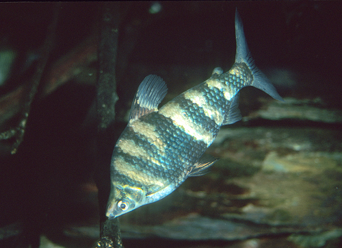 picture of Abramite Headstander Lrg                                                                             Abramites hypselonotus