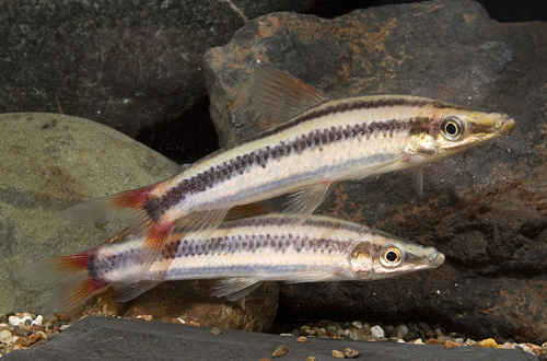 picture of Anostomus Anostomus Sml                                                                              Anostomus anostomus