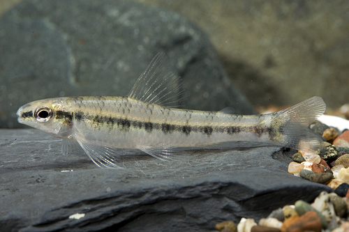 picture of Hummingbird Characin Reg                                                                             Characidium fasciatum