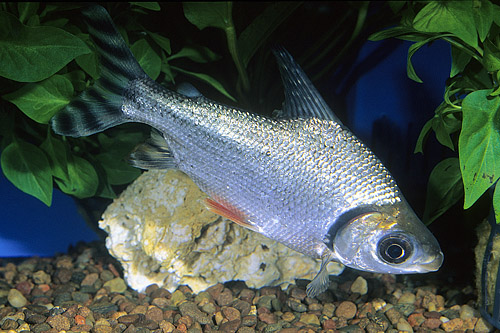 picture of Flagtail Redfin Prochilodus Reg                                                                      Semaprochilodus taeniurus