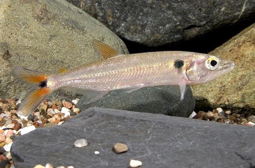 picture of Redtail Barracuda Med                                                                                Acestrorhynchus falcatus