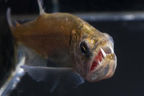 picture of Redtail Payara H. Tatauaia Med                                                                       Hydrolycus tatauaia