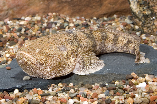 picture of Sandy Bottom Monster Fish Reg                                                                        Thalassophryne amazonica