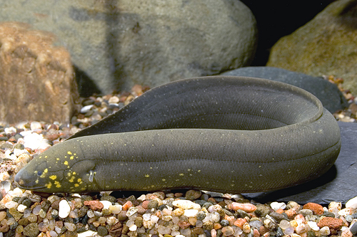 picture of Lungfish SA Sml                                                                                      Lepidosiren paradoxa