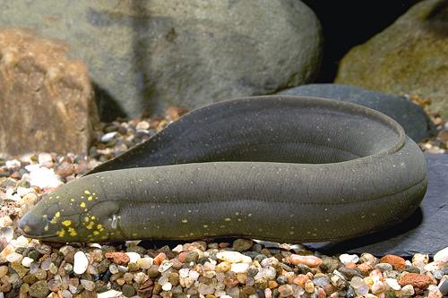 picture of Lungfish SA Jbo                                                                                      Lepidosiren paradoxa