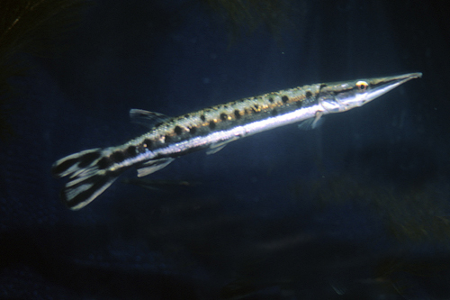 picture of Spotted Gar SA Lrg                                                                                   Boulengerella maculata