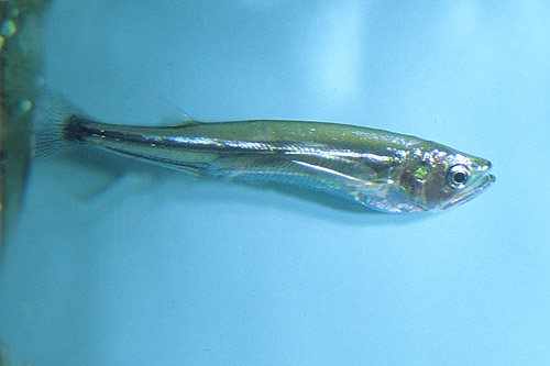 picture of Biara Rhaphiodon Vulpinus Reg                                                                        Rhaphiodon vulpinus