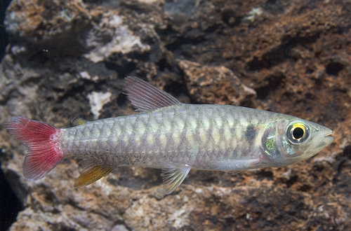 picture of Yellowfin Chalceus Med                                                                               Chalceus eryhtrurus