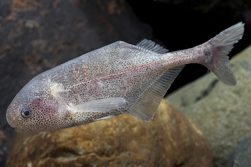 picture of Baby Whale Mormyrid Sml                                                                              Bryenomyrus niger