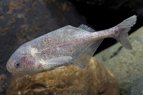 picture of Baby Whale Mormyrid Med                                                                              Bryenomyrus niger