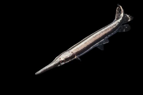 picture of Alligator Gar Sml                                                                                    Atractostues spatula