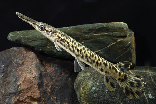 Alligator Gar, still very young