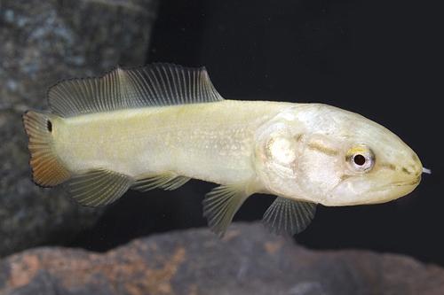 picture of Bowfin Sml                                                                                           Amia calva