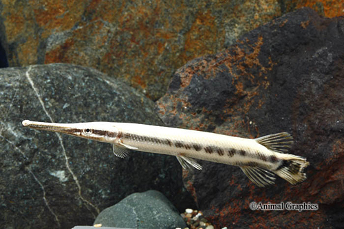 picture of Florida Gar Sml                                                                                      Lepisosteus platyrhincus