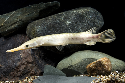 picture of Florida Gar Med                                                                                      Lepisosteus platyrhincus