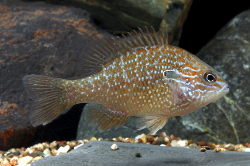 picture of Longear Sunfish Reg                                                                                  Lepomis megalotus