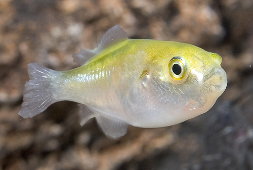 picture of Avocado Puffer Sml                                                                                   Xenopterus naritus