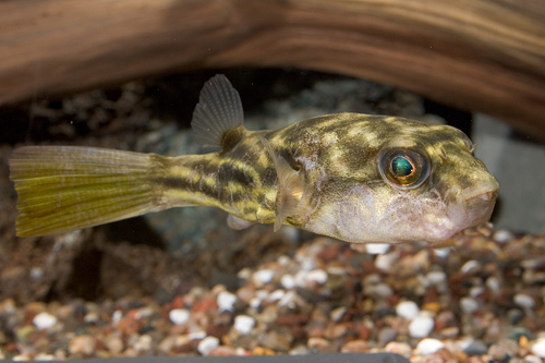 picture of Fahaka Puffer Shw                                                                                    Tetraodon lineatus