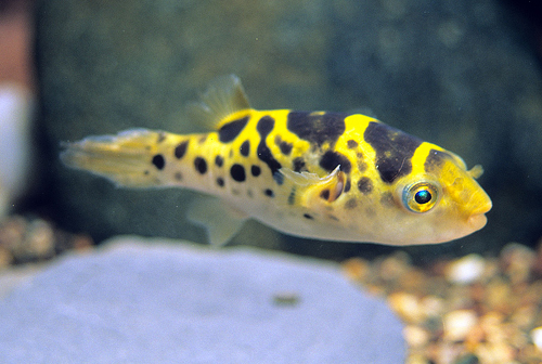 picture of Ceylon Green Puffer Reg                                                                              Tetraodon fluviatilis