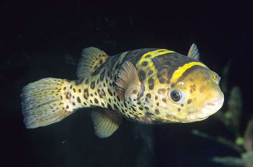 picture of Ceylon Green Puffer Lrg                                                                              Tetraodon fluviatilis