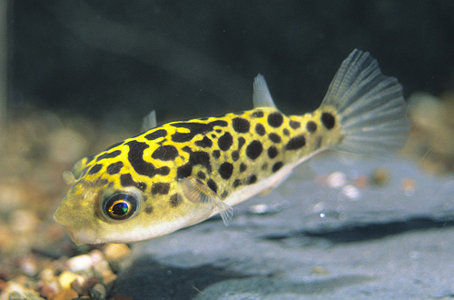 picture of Leopard Puffer Reg                                                                                   Tetraodon nigroviridis