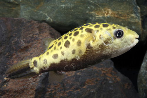 picture of Leopard Puffer Shw                                                                                   Tetraodon nigroviridis